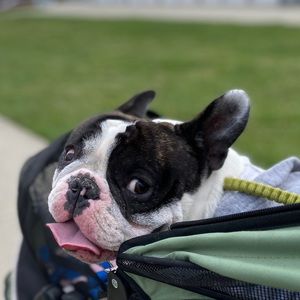 Meet your Posher, Sophia